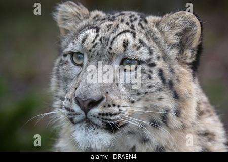 Snow Leopard cub, 8 months old. Stock Photo