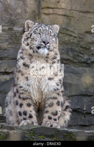 Snow Leopard cub 9 months old. Stock Photo