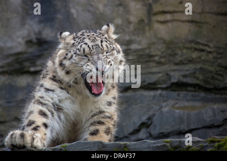 Snow Leopard cub 9 months old. Stock Photo