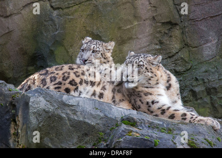 Snow Leopard with her 9 months old cub. Stock Photo