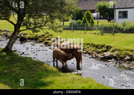 Highland cow suckling its calf in a burn, Duirinish, Ross and Cromarty, Scotland Stock Photo