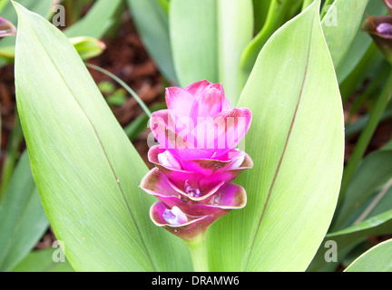Curcuma alismatifolia, Siam tulip or summer tulip or dok krajiao is a tropical plant native to eastern Thailand Stock Photo