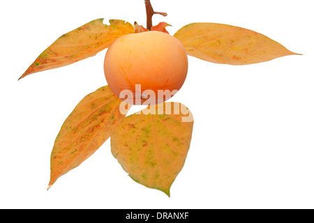 Persimmon fruit on the tree with autumn leaves isolated on white background Stock Photo