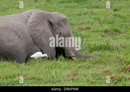 Elephant with attendant Cattle Egret feeding on green reeds in swamp in Amboseli National Park Kenya East Africa Stock Photo
