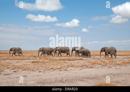 Family herd of adult female Elephants and calves on the move across the plains of Amboseli National Park Kenya East Africa Stock Photo