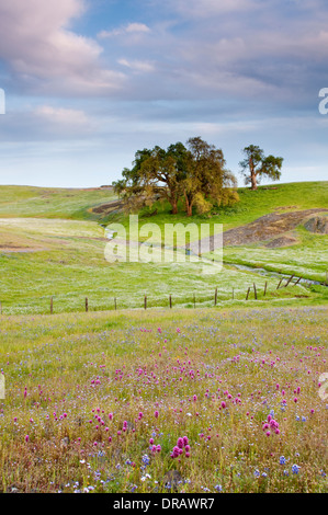 Northern California spring wildflowers Stock Photo