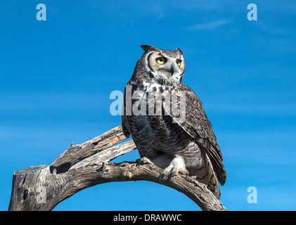 Great horned owl (Bubo virginianus), heaviest owl in Central and South America and second heaviest owl in North America, sitting Stock Photo