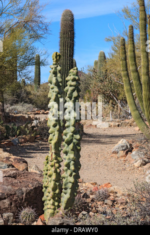 Totem pole cactus (Lophocereus schottii f. monstrosus) sitting in front of a saguaro cactus in Arizona near Tucson. Stock Photo