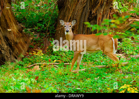 Whitetail Deer Button Buck standing in the woods. Stock Photo