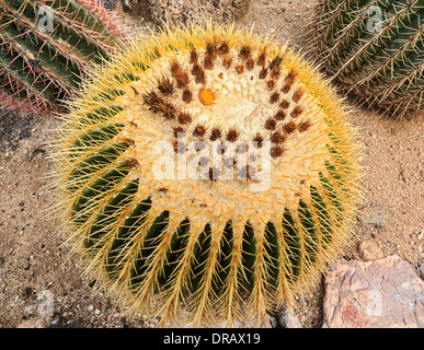 Echinocactus grusonii, popularly known as the Golden Barrel Cactus, Golden Ball or, amusingly, Mother-in-Law's Cushion Stock Photo