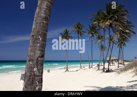 Palm trees on Playa del Este beach Havana Cuba  Photo: pixstory / Alamy Stock Photo