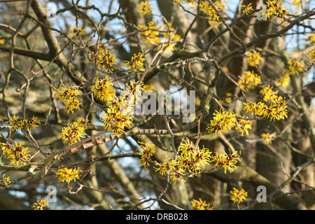 Blooming Witch Hazel Hamamelis mollis a deciduous winter flowering shrub isolated bloom from background Stock Photo