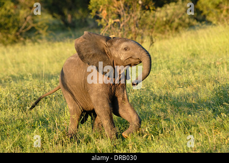 Elephant calf Stock Photo