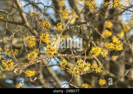 Blooming Witch Hazel Hamamelis mollis a deciduous winter flowering shrub isolated bloom from background Stock Photo