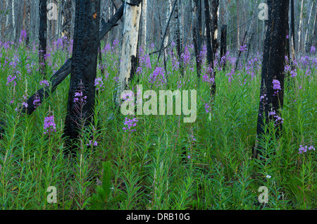 Fireweed (Epilobium angustifolium) in bloom in a lodgepole pine forest burn area of the Bob Marshall Wilderness, Montana. USA Stock Photo