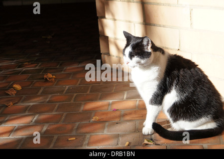 A black and white colors cat sitting on street Stock Photo - Alamy
