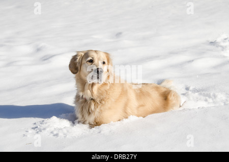 Adult, Female, Golden Retriever playing in early winter snow. Stock Photo