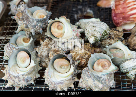 Turban shells Stock Photo