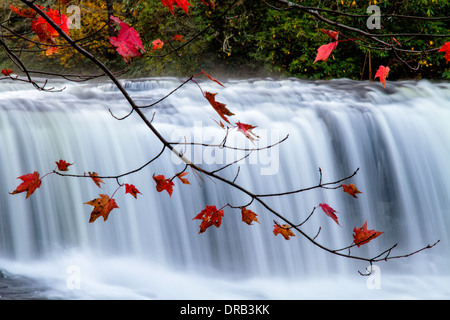 Close-up detail of fall foliage with Hooker Falls in the background. Stock Photo