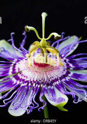 A close-up macro view of a passion flower (Passiflora Incarnata) set against a black background. Stock Photo