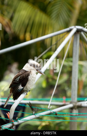 Kookaburra resting on a clothes line Sydney New South Wales Australia Stock Photo