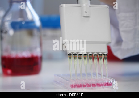 a glove hand pipetting with multi pipette in a plate with red medium Stock Photo
