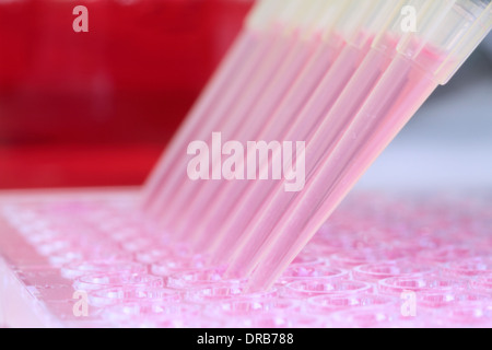 a pipette tip dropping in multi titer plate red medium Stock Photo
