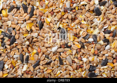 Bird seed feed mixture close up Stock Photo