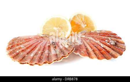 great scallop in front of white background Stock Photo