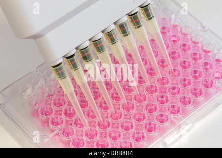 a pipette tip dropping in multi titer plate red medium Stock Photo
