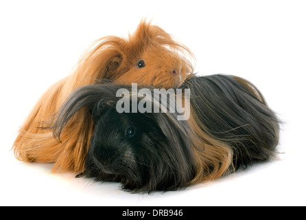Peruvian Guinea Pigs in front of white background Stock Photo