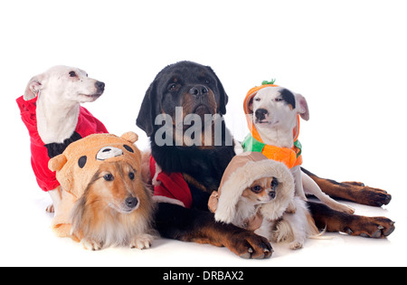 dressed dogs in front of white background Stock Photo