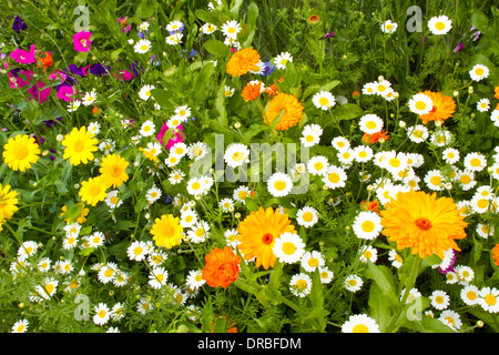 Mixed annual flowers (Anthemis, Tagetes, Calendula), flowering in a garden border. Powys, Wales. July. Stock Photo