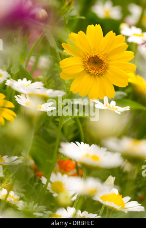 Mixed annual flowers (Anthemis, Tagetes), flowering in a garden border. Powys, Wales. July. Stock Photo