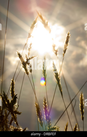 Sunlight through Sweet Vernal Grass (Anthoxanthum odoratum). Powys, Wales. Stock Photo