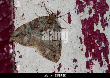 July Highflyer moth (Hydriomena furcata) adult resting on peeling paint. Powys, Wales. July Stock Photo