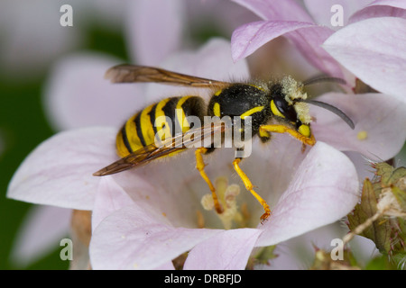 Tree Wasp (Dolicovespula sylvestris) adult worker covered in pollen after feeding in a Campanula flower. Stock Photo