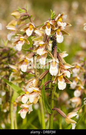 Marsh Helleborine (Epipactis palustris) flowering. Ynys-las National Nature Reserve, Ceredigion, Wales. July. Stock Photo