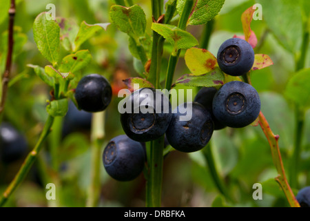 Bilberries (Vaccinium myrtillus) ripe fruits on a bush. Powys, Wales. August. Stock Photo