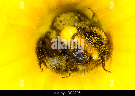 White-tailed Bumblebee (Bombus lucorum) workers in a courgette flower in a garden. Powys, Wales. August. Stock Photo