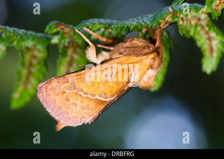 Orange Swift moth (Hepialus sylvina) adult resting under a fern leaf. Powys, Wales. August. Stock Photo