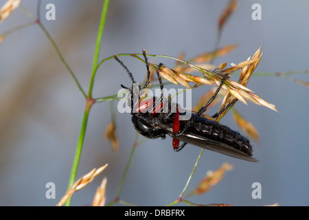 Red-thighed St Mark's Fly (Bibio pomonae) adult female resting on grasses. Powys, Wales. August. Stock Photo