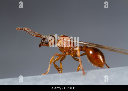 Common Red Ant (Myrmica rubra) winged queen about to fly from a roof. Powys, Wales. August. Stock Photo