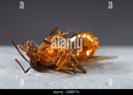 Common Red Ant (Myrmica rubra) winged queen and male mating on a roof. Powys, Wales. August. Stock Photo