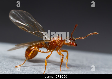 Common Red Ant (Myrmica rubra) winged queen about to fly from a roof. Powys, Wales. August. Stock Photo