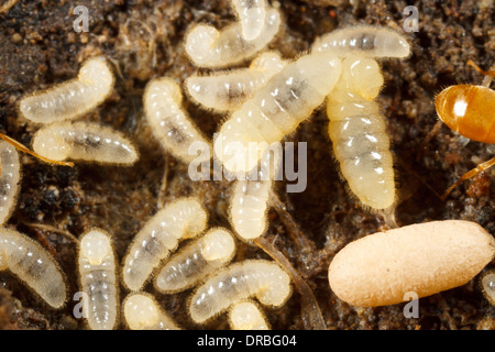 Yellow Meadow Ant (Lasius flavus) larvae and cocooned pupae in a nest. Powys, Wales. August. Stock Photo