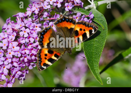 Small Tortoiseshell butterfly (Aglais urticae) feeding on Buddleia davidii in a garden. Powys, Wales. Stock Photo