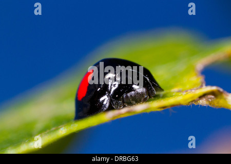 Kidney-spot Ladybird (Chilocorus renipustulatus) adult beetle on a sallow leaf. Powys, Wales. September. Stock Photo