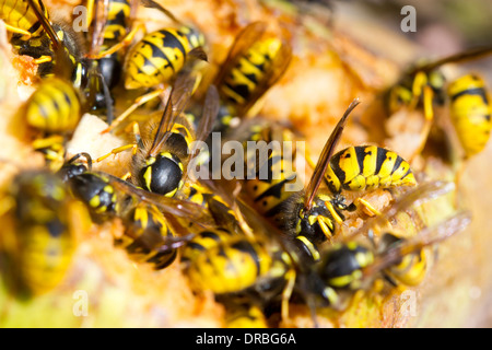 Common wasp workers (Vespula vulgaris) feeding on a fallen pear in a garden. Carmarthenshire, Wales. September. Stock Photo