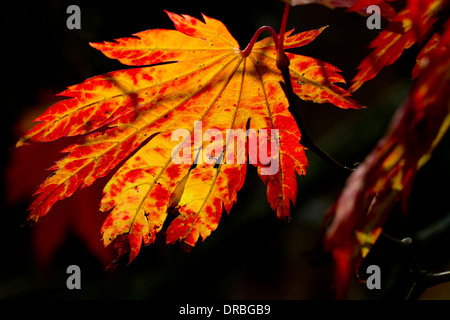 Full-moon maple (Acer japonicum) leaf on a tree in Autumn. Herefordshire, England. October. Stock Photo